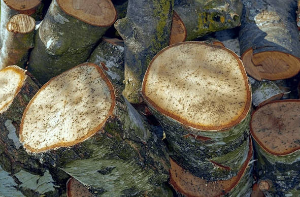 Lumber futures are frequently traded by homebuilders, mills, wholesalers, and macro traders. - Ultima Markets